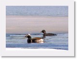 Allit_long-tailed duck * 1025 x 741 * (855KB)